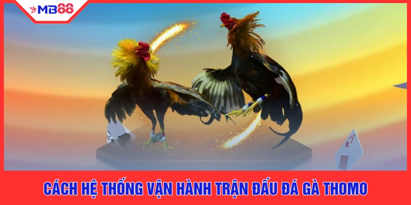 Cách hệ thống vận hành trận đấu đá gà Thomo